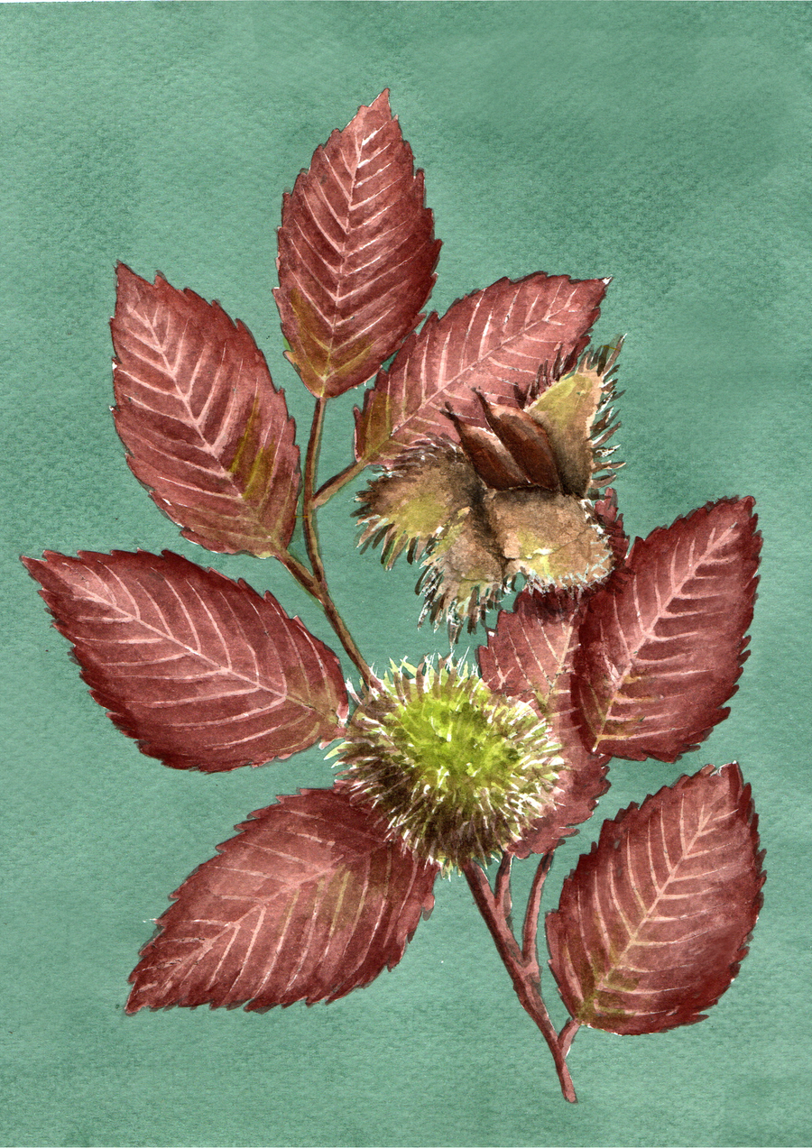Illustration à l’aquarelle de végétaux pour un livret sur les arbres remarquables d'une ville (série de 7 illustrations)