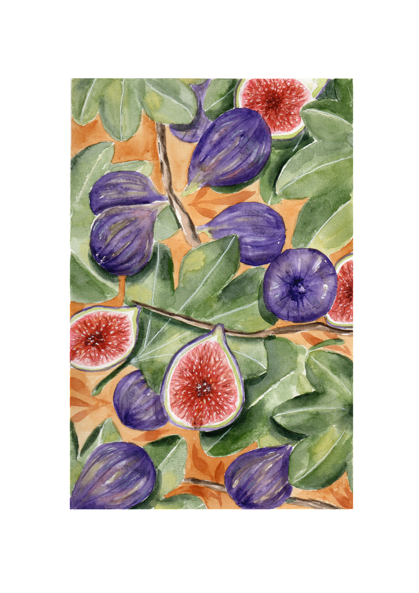 Illustration à l'aquarelle - Figues
